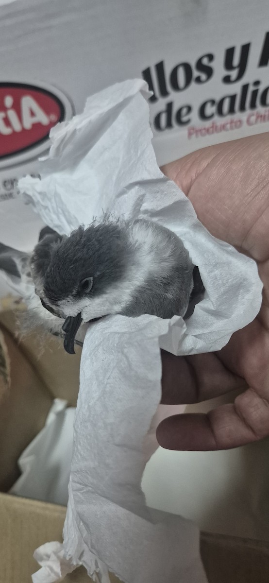 Ringed Storm-Petrel - ML639860470
