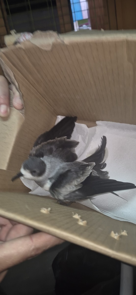 Ringed Storm-Petrel - ML639860471