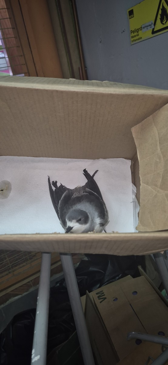 Ringed Storm-Petrel - ML639860472