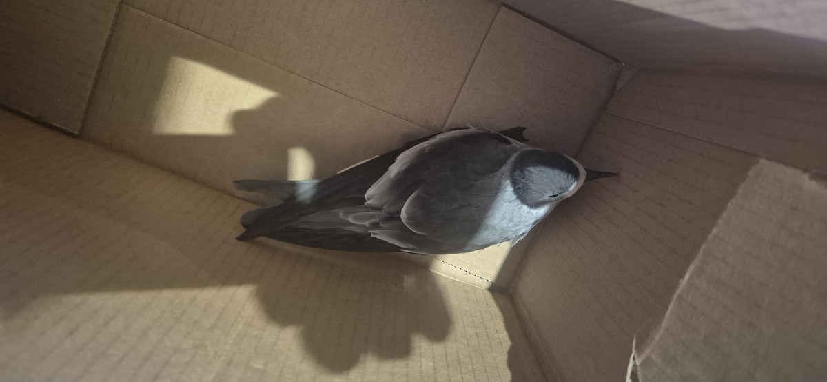 Ringed Storm-Petrel - ML639860473