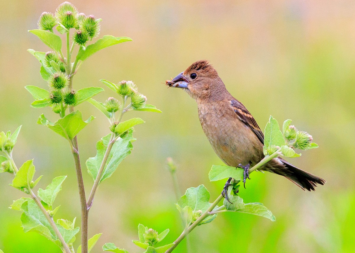 Blue Grosbeak - ML639860617
