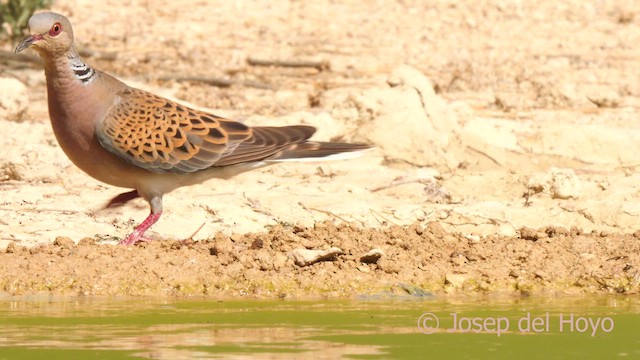 European Turtle-Dove - ML639860716