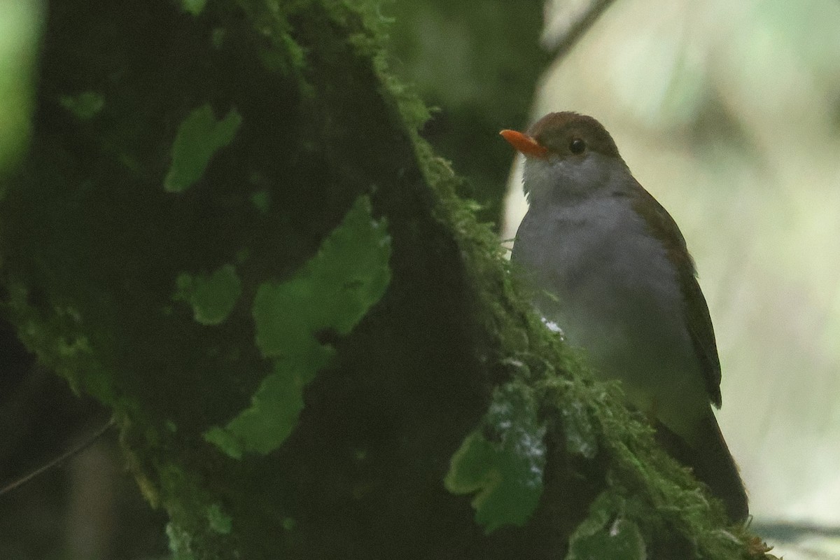 Orange-billed Nightingale-Thrush - ML639860735