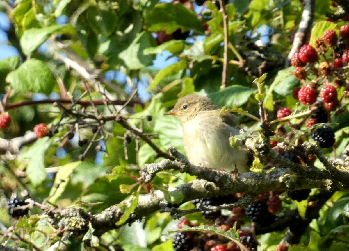 Common Chiffchaff - ML639860778