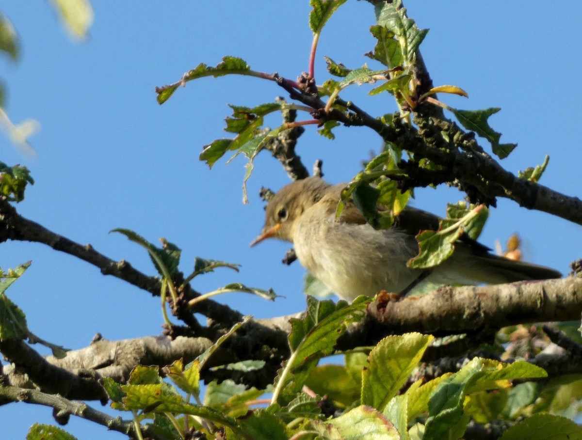 Common Chiffchaff - ML639860779