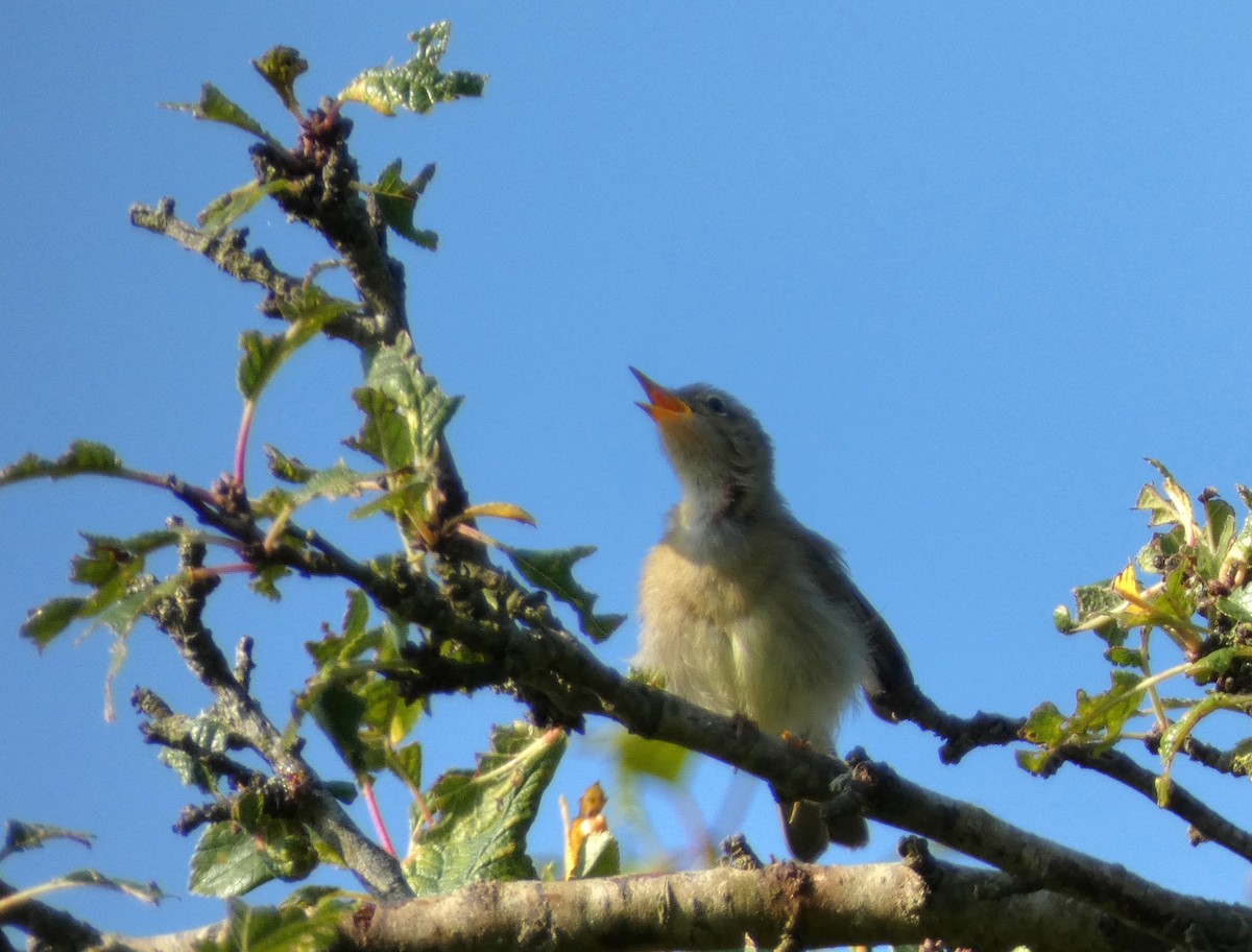 Common Chiffchaff - ML639860780