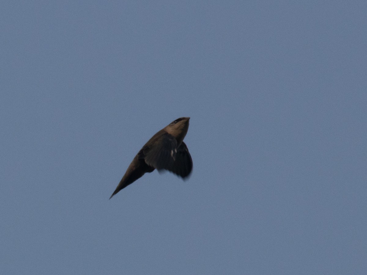 Chimney Swift - ML639860824