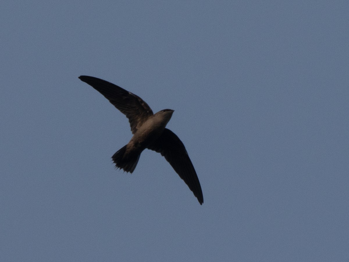 Chimney Swift - ML639860826