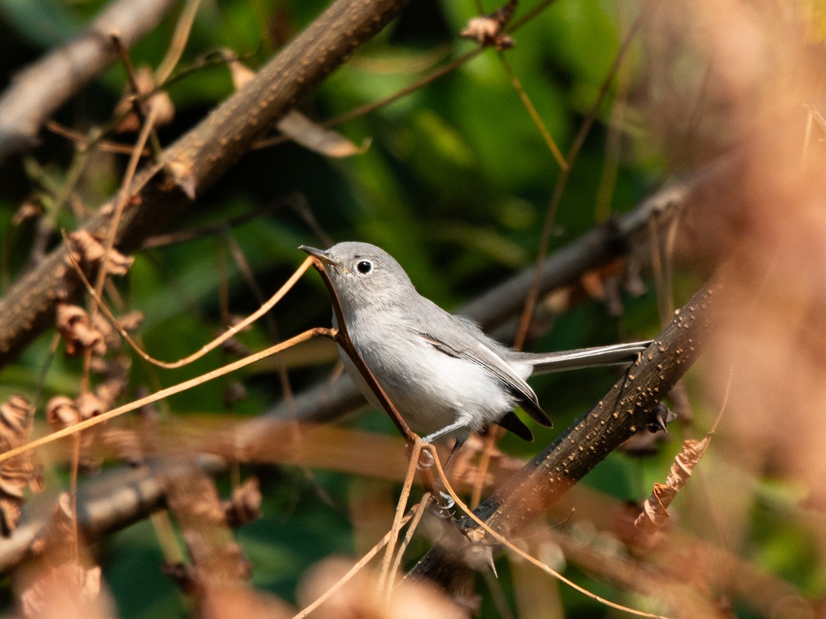 Blue-gray Gnatcatcher - ML639860837