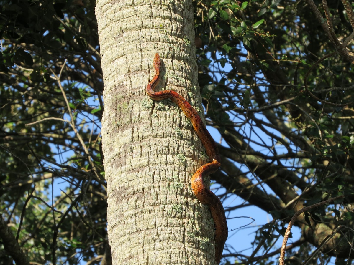 Corn Snake - ML639860839