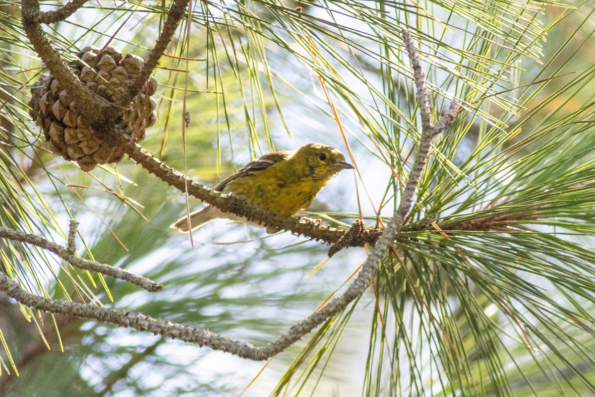 Pine Warbler - ML639860847