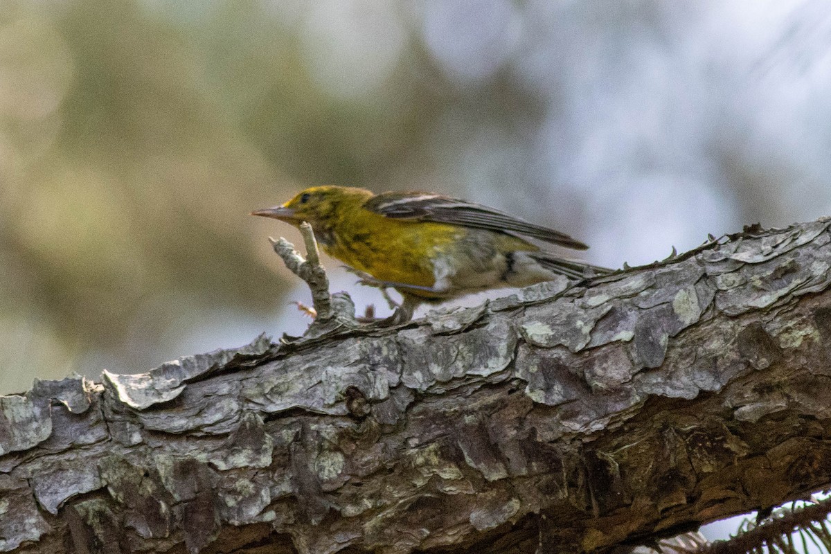 Pine Warbler - ML639860849