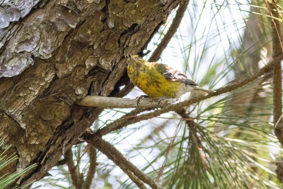 Pine Warbler - ML639860850