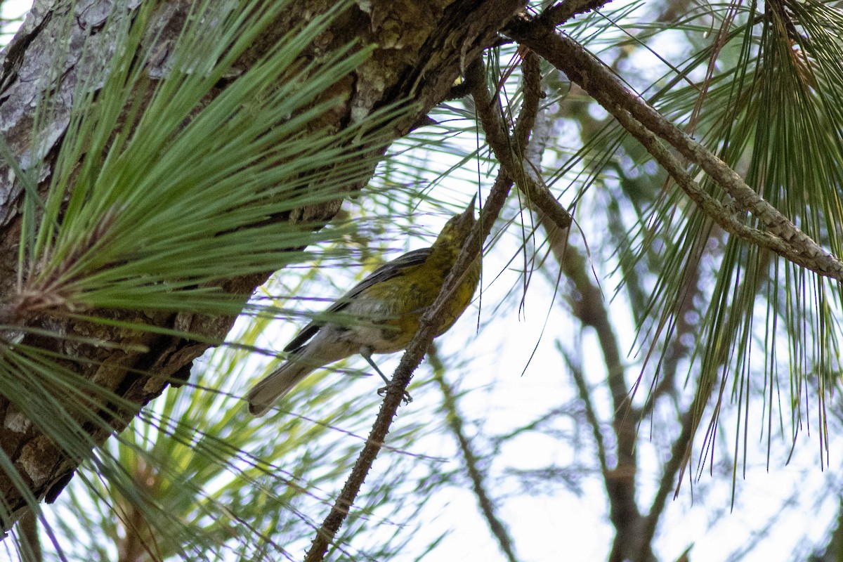 Pine Warbler - ML639860851