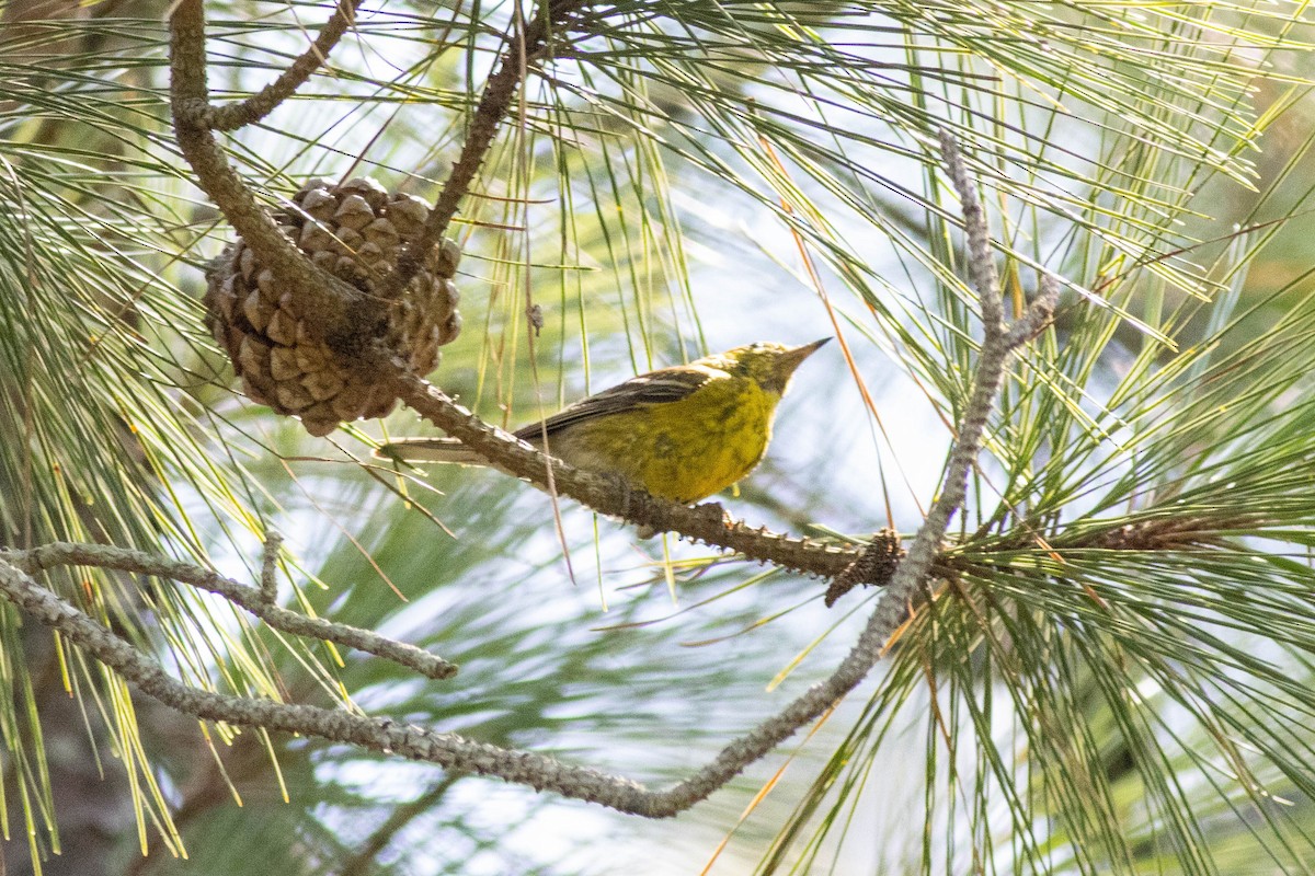 Pine Warbler - ML639860852