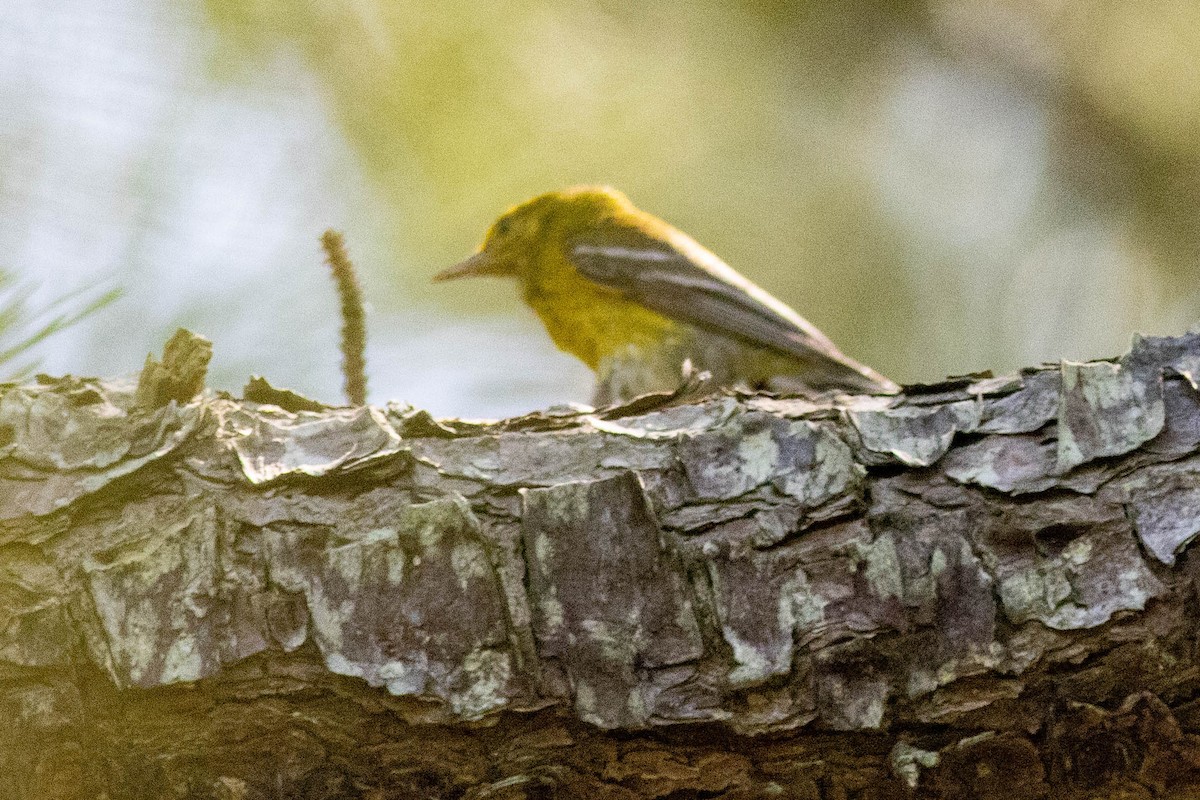 Pine Warbler - ML639860853