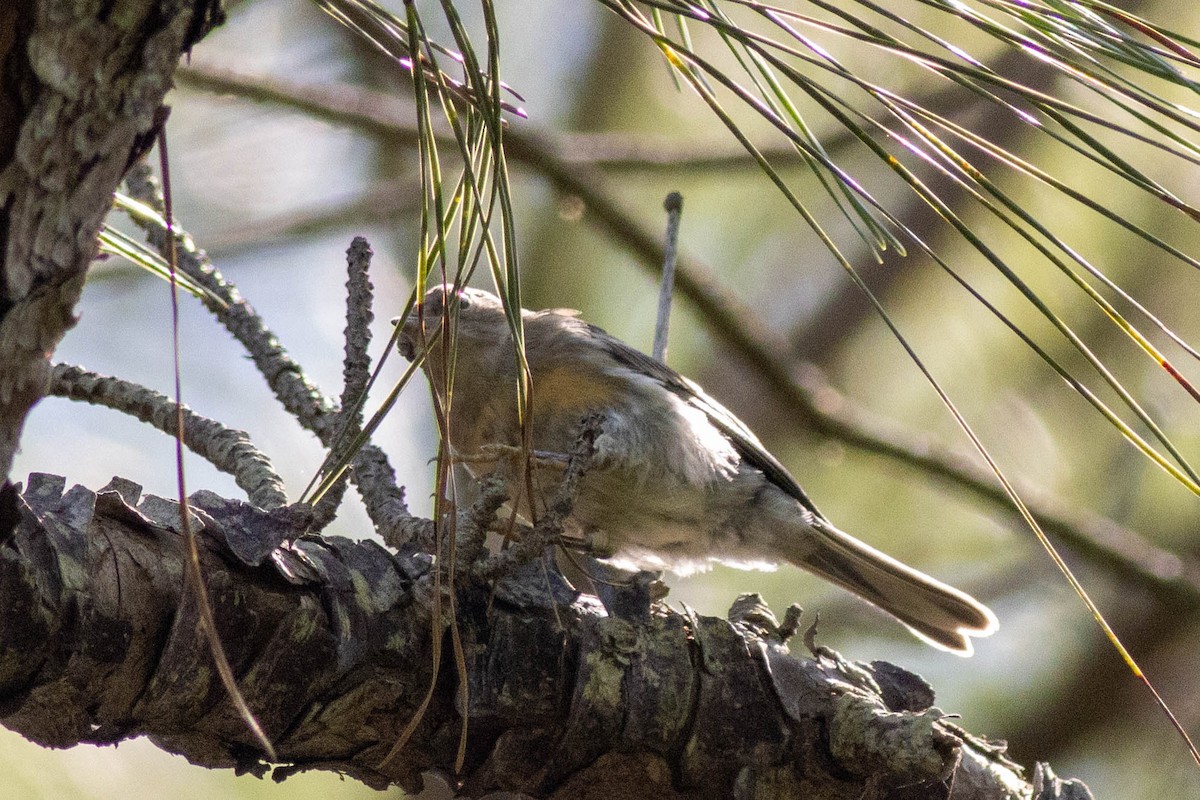 Pine Warbler - ML639860854