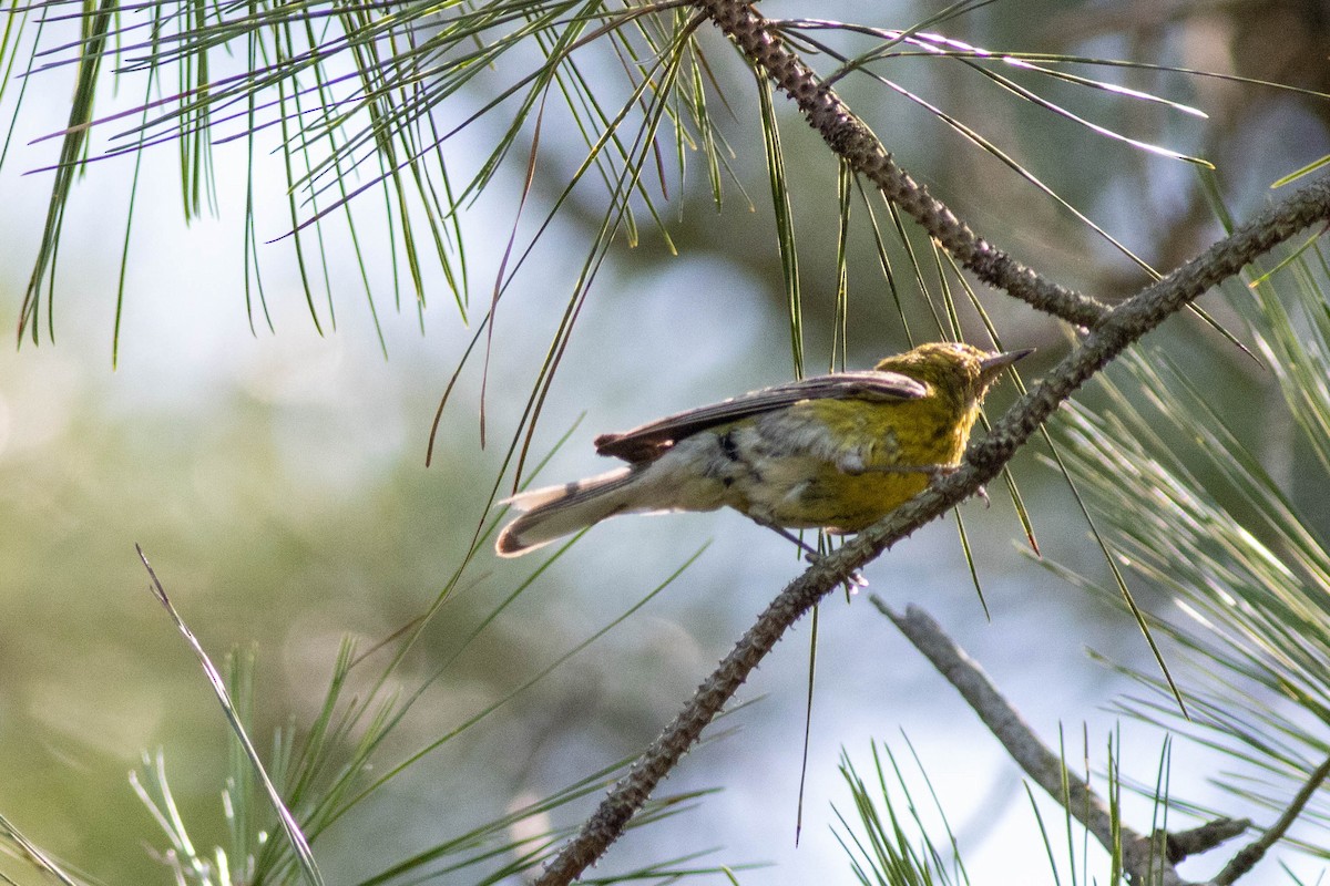 Pine Warbler - ML639860857