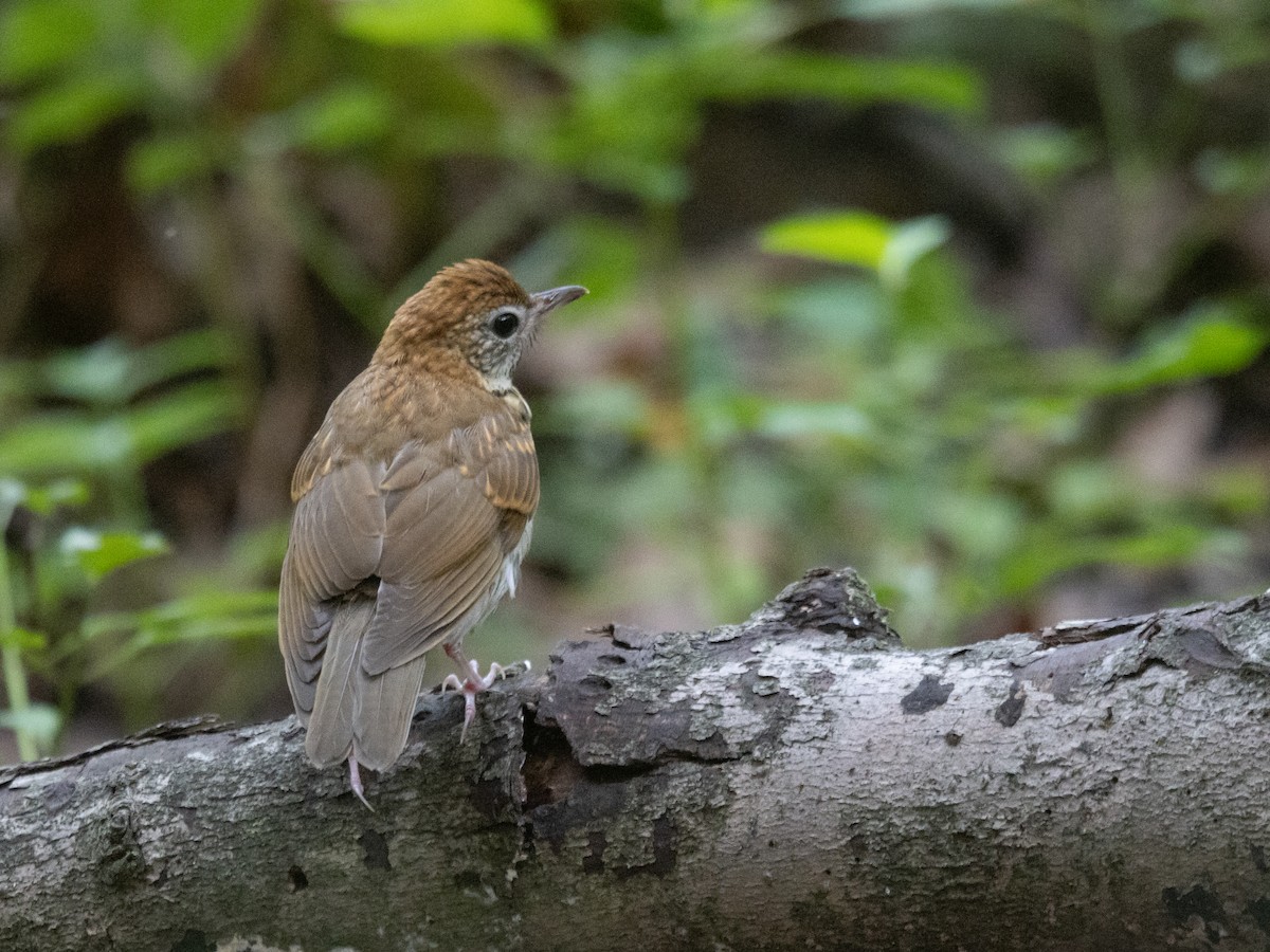 Wood Thrush - ML639860878