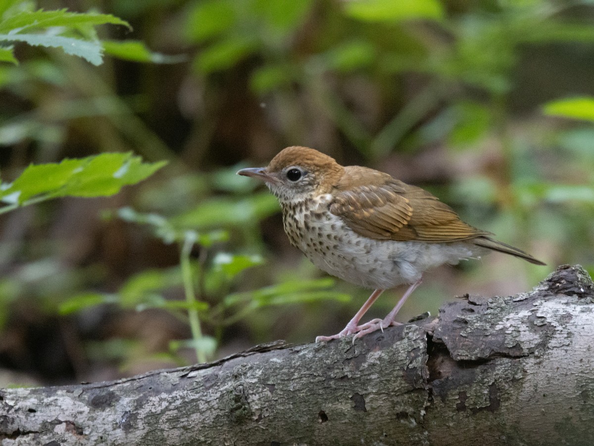 Wood Thrush - ML639860879