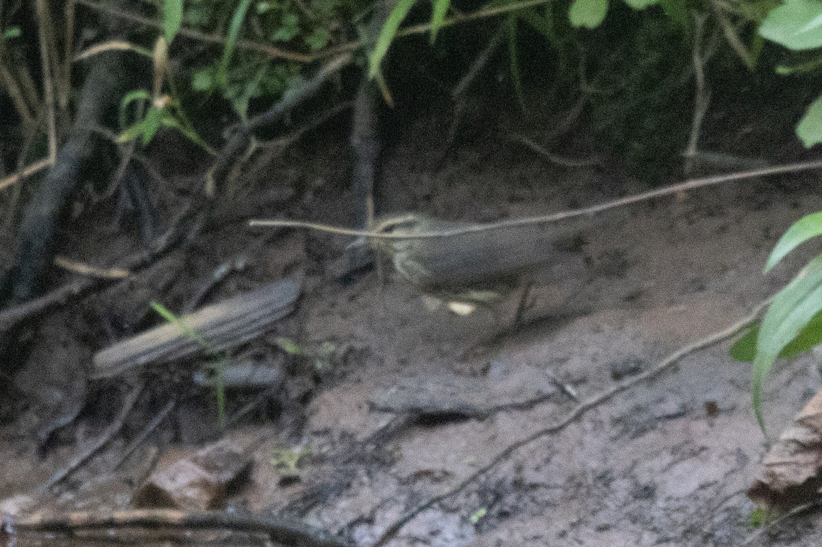 Northern Waterthrush - ML639860880