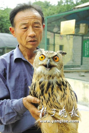 Eurasian Eagle-Owl - ML639860974