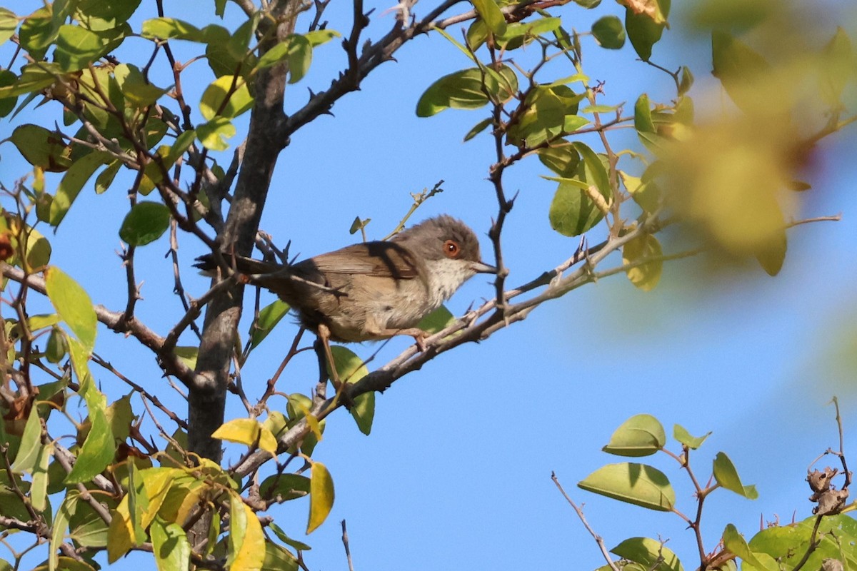 Sardinian Warbler - ML639861027