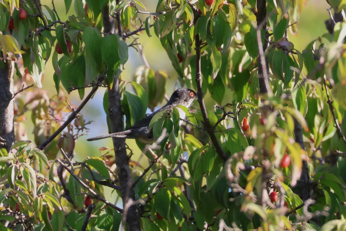 Sardinian Warbler - ML639861036