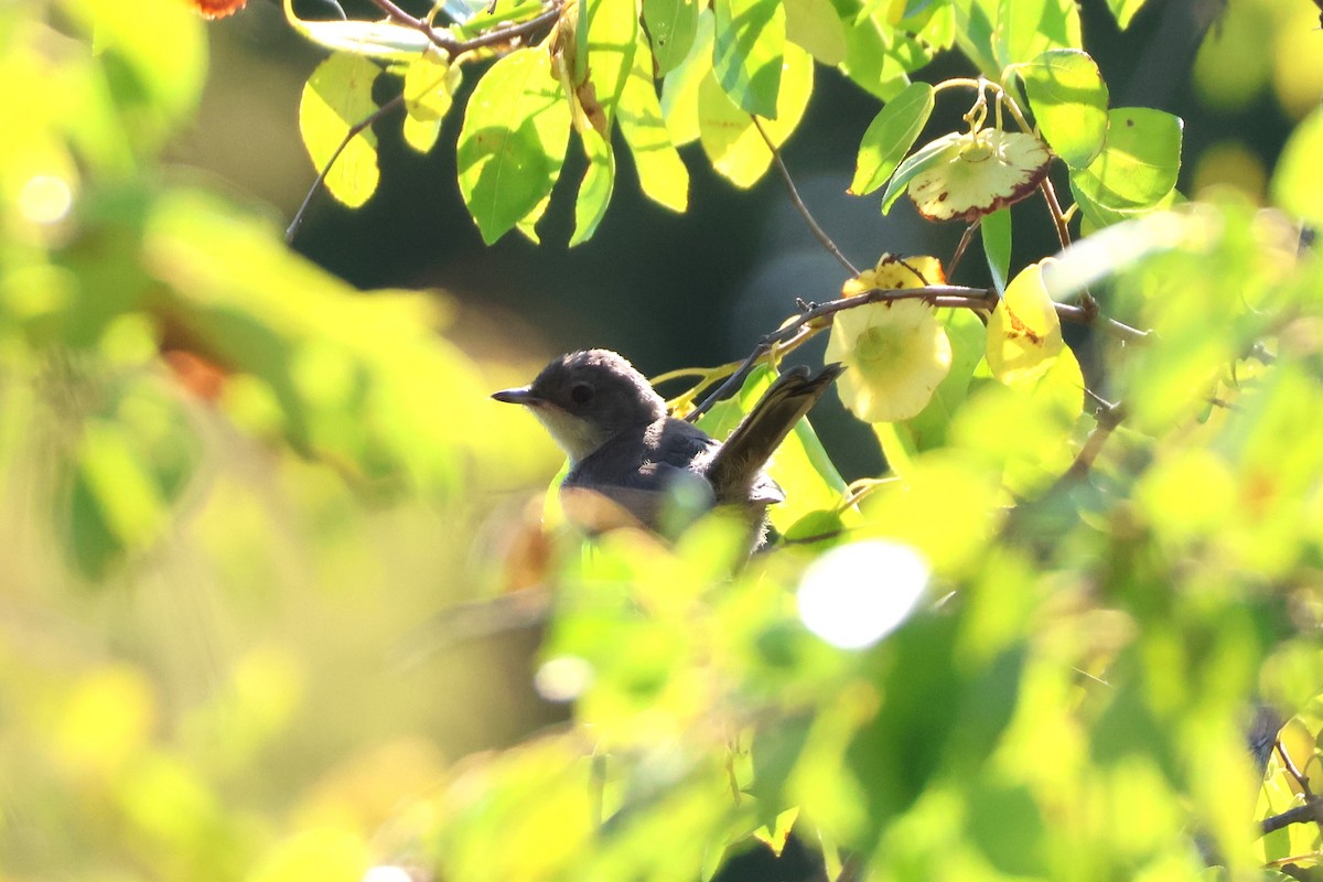 Sardinian Warbler - ML639861042