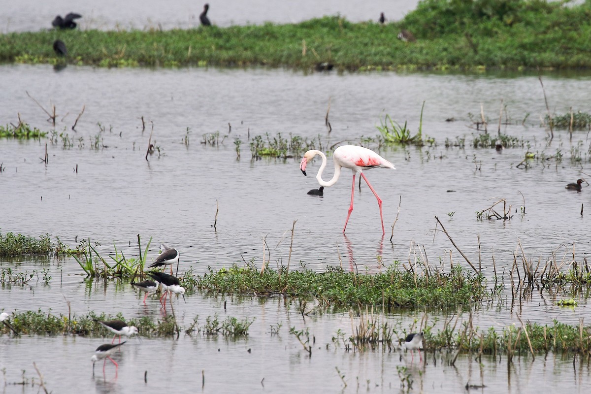 Greater Flamingo - ML639861082