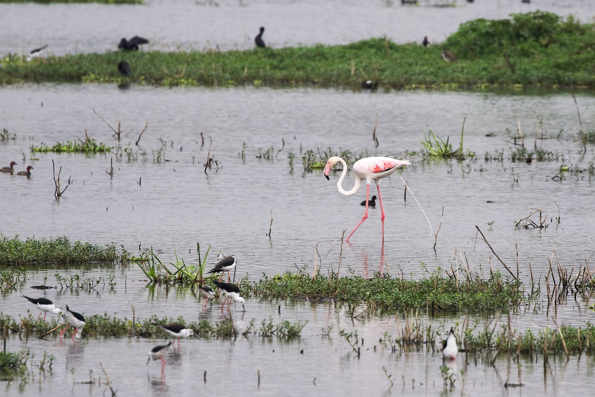 Greater Flamingo - ML639861083