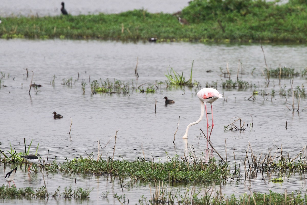 Greater Flamingo - ML639861084