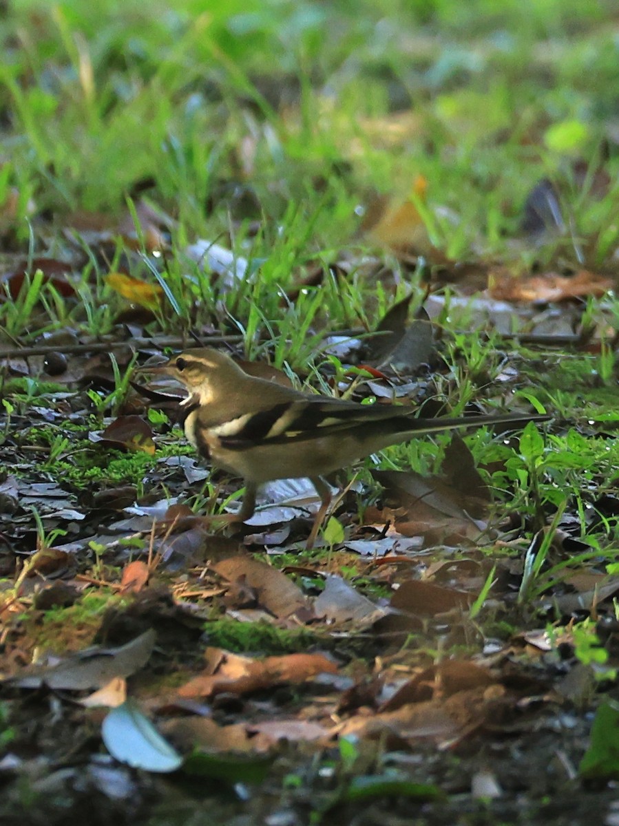 Forest Wagtail - ML639861112