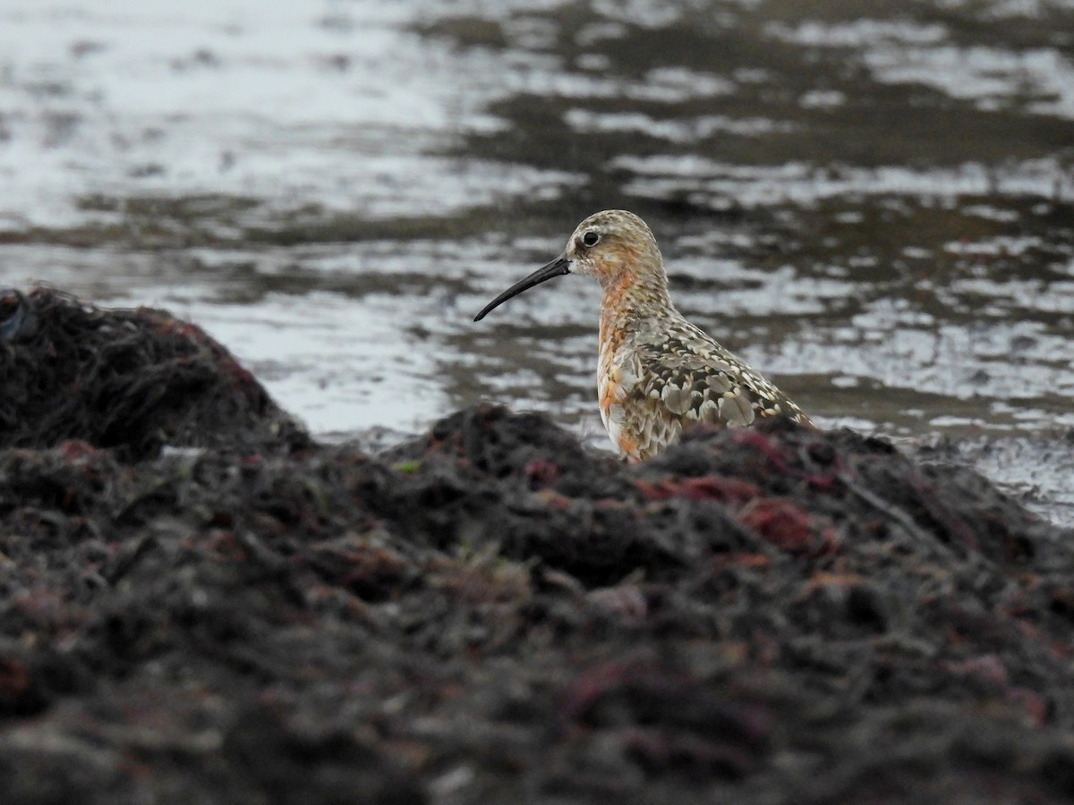 Curlew Sandpiper - ML639861165