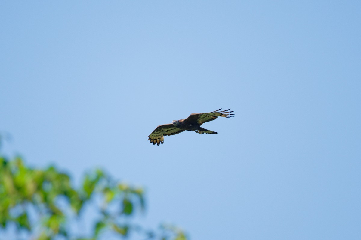 Oriental Honey-buzzard - ML639861188