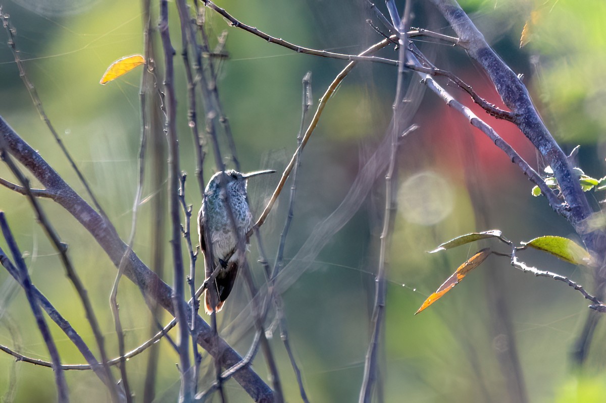 White-tailed Goldenthroat - ML639861240