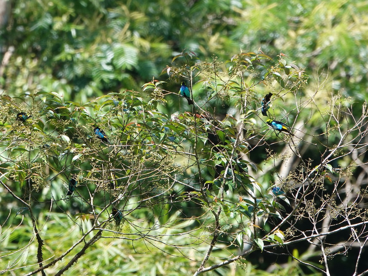 Paradise Tanager - ML639861326