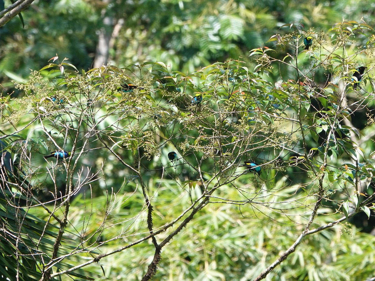 Paradise Tanager - ML639861327
