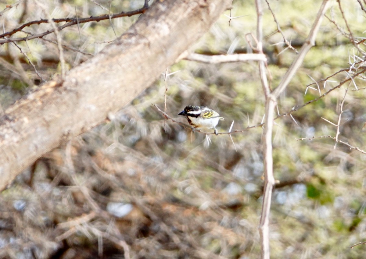 Black-throated Barbet - ML639861428