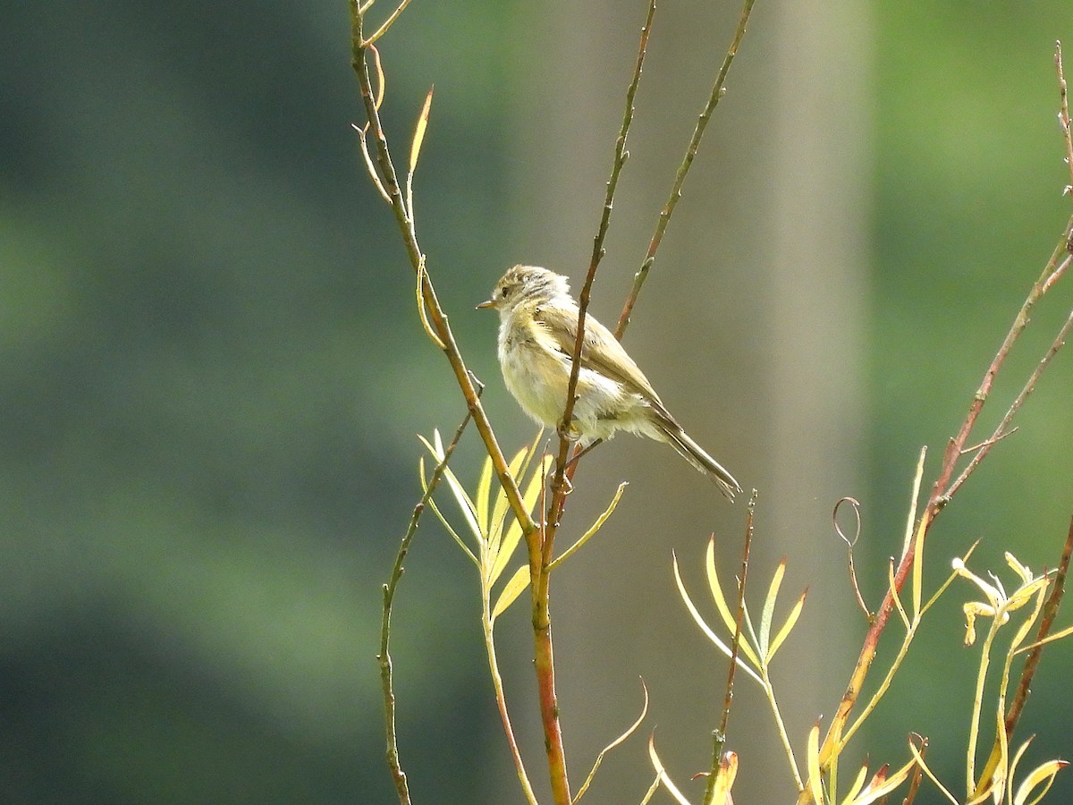 Common Chiffchaff - ML639861569