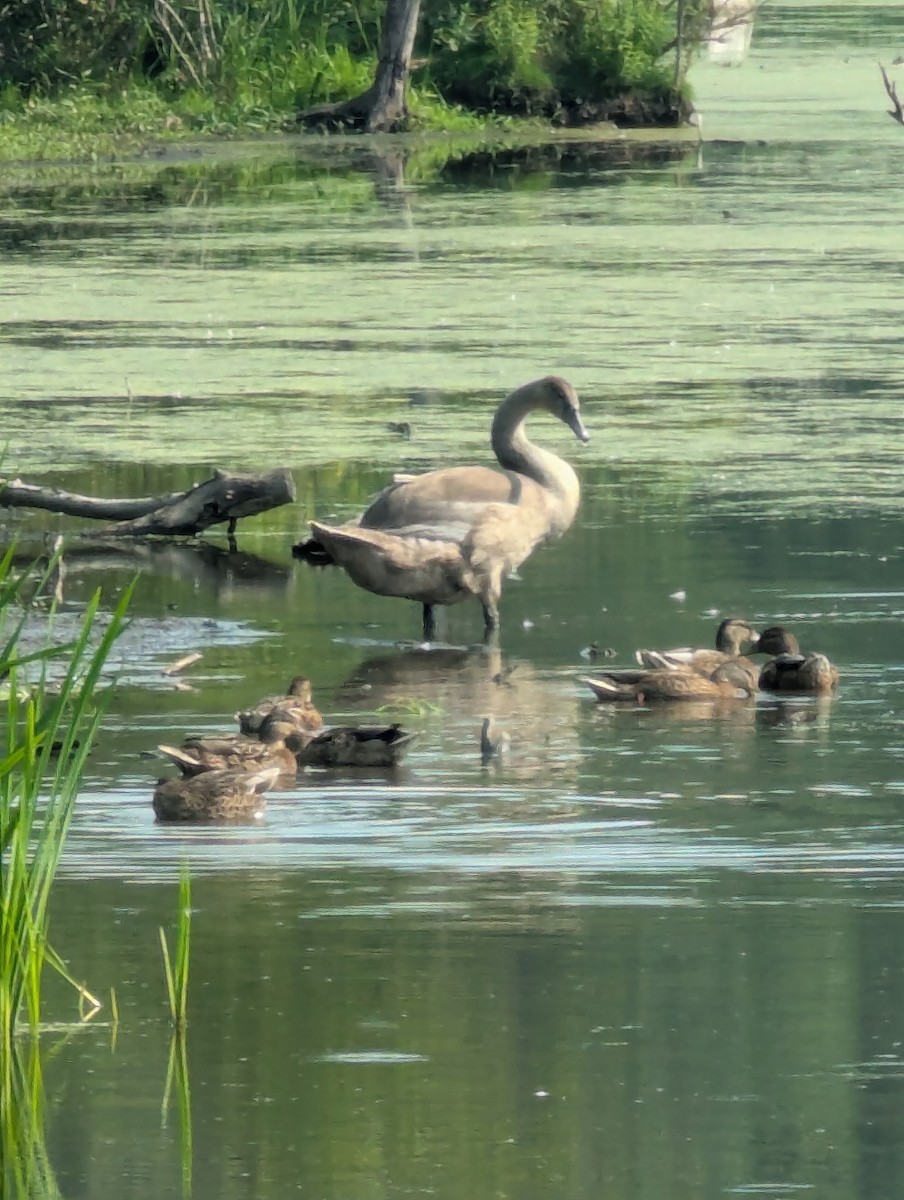 Trumpeter Swan - ML639861649