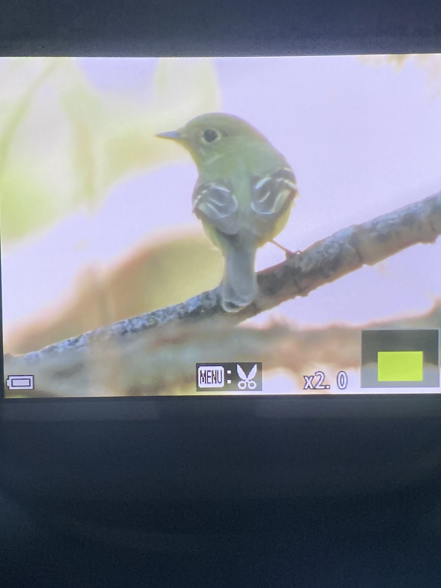 Yellow-bellied Flycatcher - ML639861650
