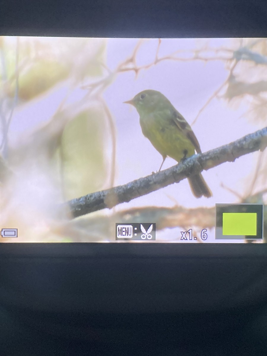 Yellow-bellied Flycatcher - ML639861651