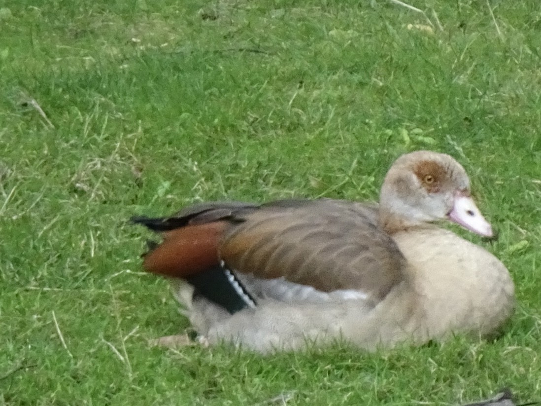 Egyptian Goose - ML639861698