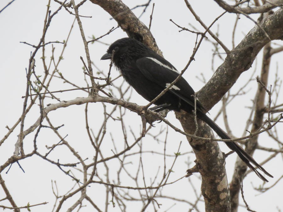 Magpie Shrike - ML639861699
