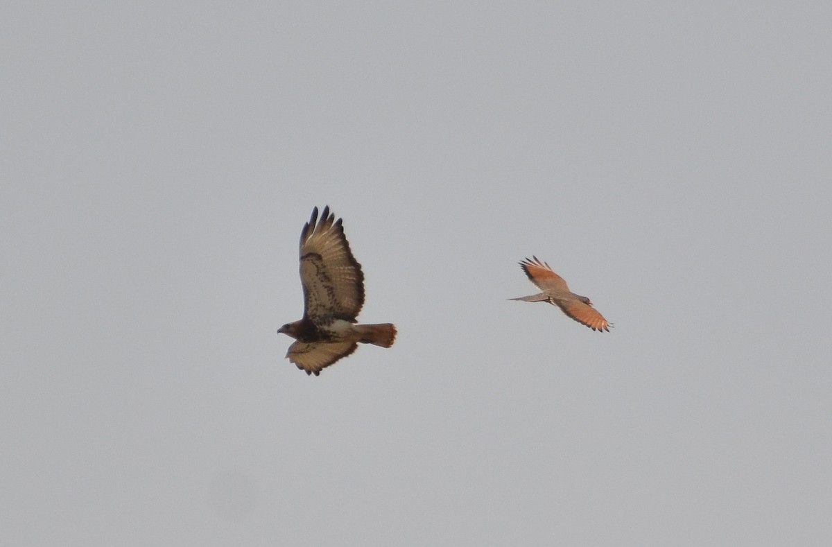 Grasshopper Buzzard - ML639861717