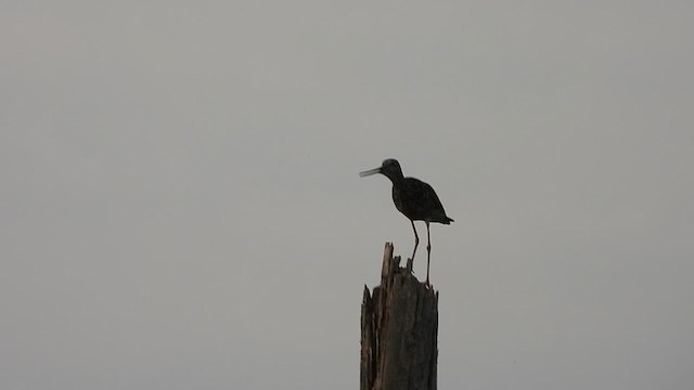 Greater Yellowlegs - ML639861764
