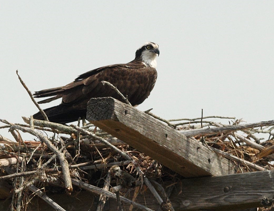 Скопа західна (підвид carolinensis) - ML639861770
