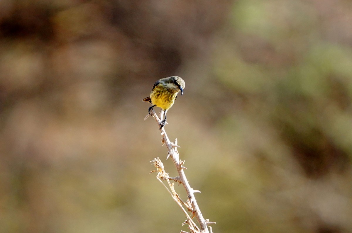 Black-bellied Sunbird - ML639861815