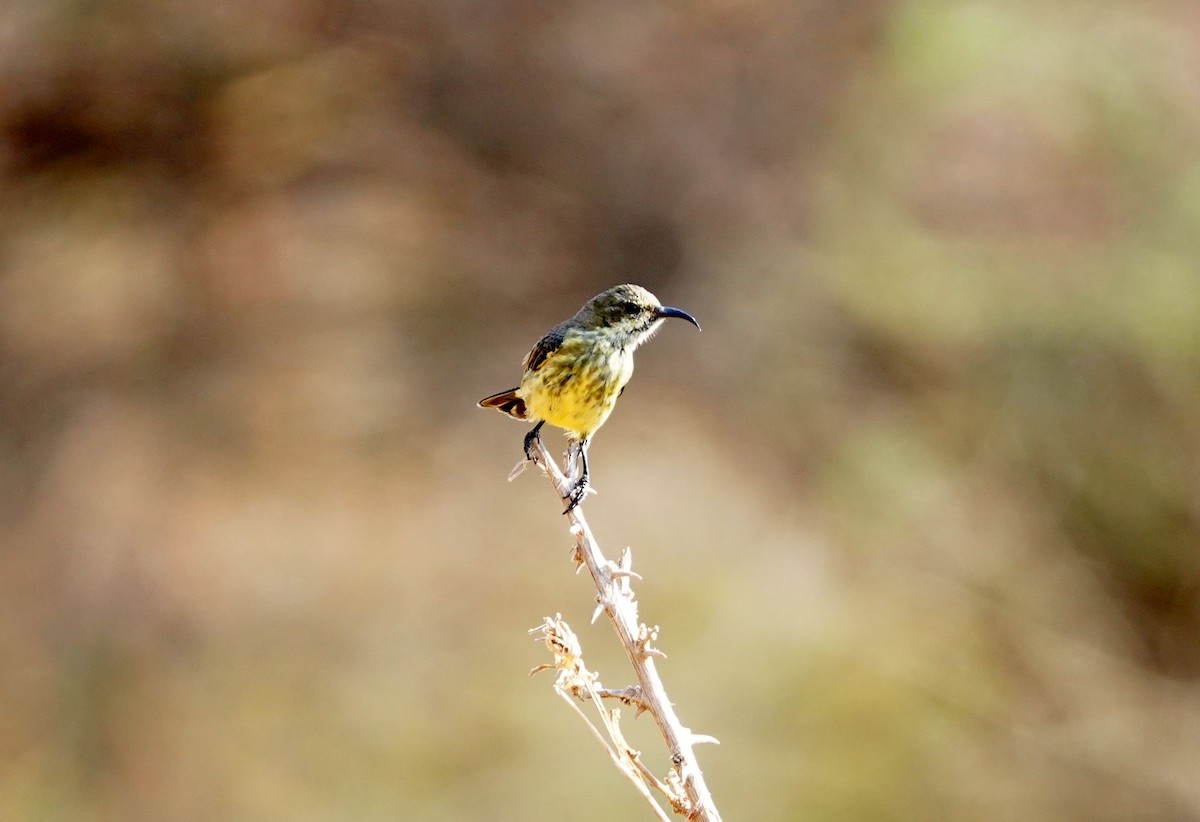 Black-bellied Sunbird - ML639861816
